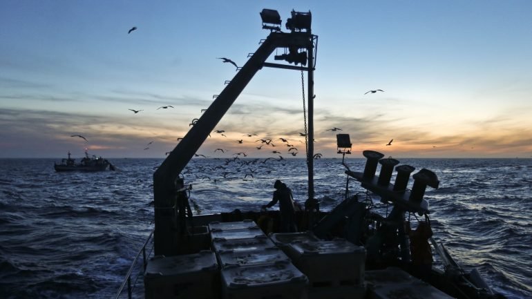 O Conselho Internacional para a Exploração do Mar recomendou a suspensão total da pesca de sardinha por um período mínimo de 15 anos