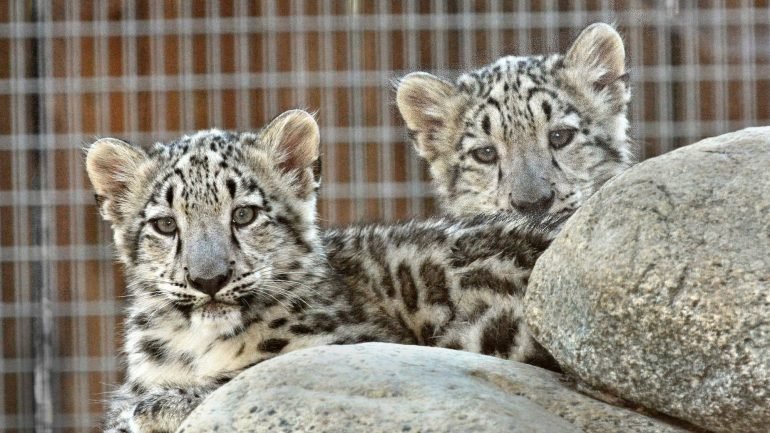 O leopardo das neves estava classificado como espécie em perigo de extinção desde 1972