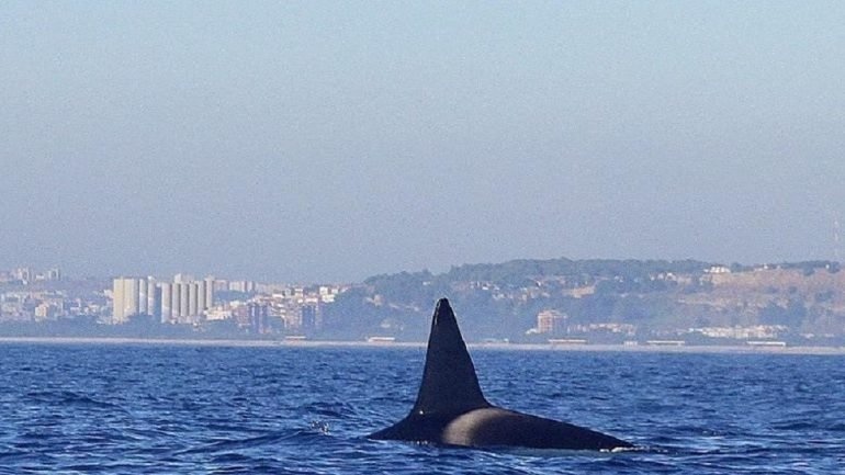 Uma das orcas fotografadas pela ECCO Ocean, com a margem sul no fundo