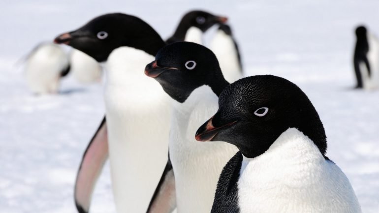 Apenas duas crias sobreviveram nesta colónia de pinguins-de-adélia, que conta com 36 mil animais