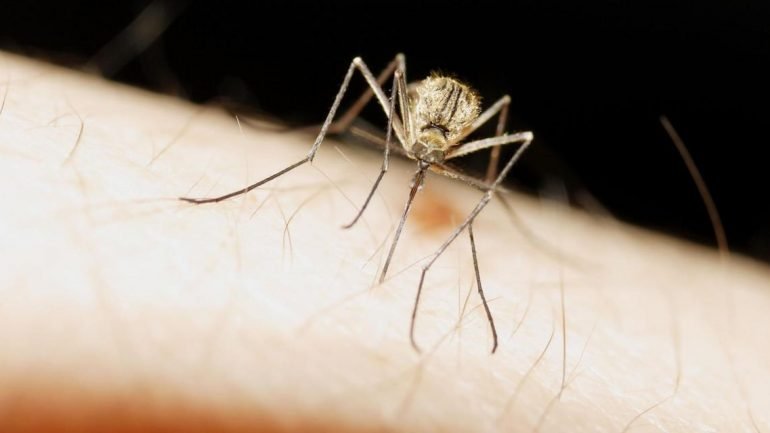 O mosquito do metro de Londres não chupa sangue e não reconhece o mosquito doméstico como sendo da sua espécie