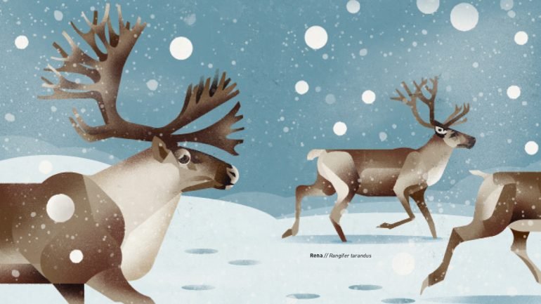 Mesmo a tempo do Natal, as renas são uma das espécies ilustradas no livro &quot;Animais Selvagens do Norte&quot;.
