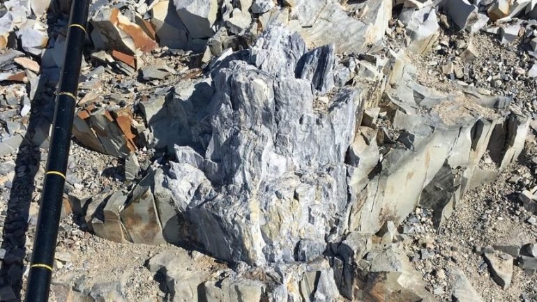 Foram encontrados fragmentos fósseis de 13 árvores com mais de 260 milhões de anos na Antártida.
