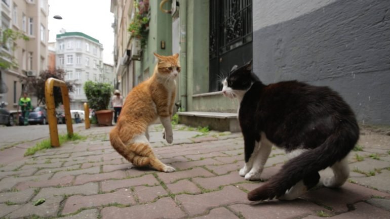 Dois dos milhares de gatos que se passeiam por Istambul e aparecem em &quot;Gatos&quot;, da turca Ceyda Torun