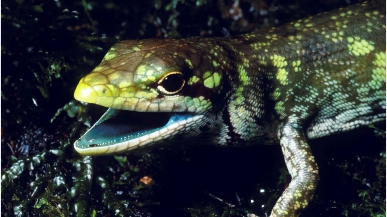 Prasinohaema prehensicauda é uma das espécies de lagarto de sangue verde