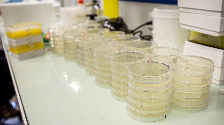O comportamento das bactérias em laboratório não é necessariamente igual ao que acontece na natureza