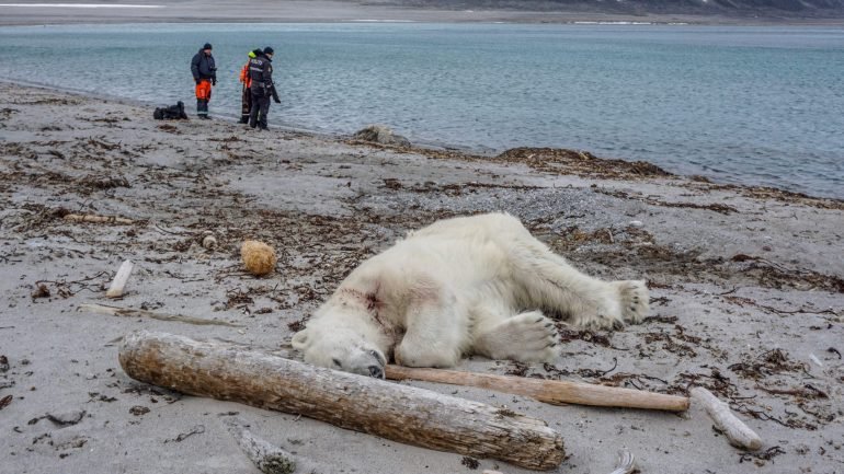 O comportamento dos ursos polares na região da Noruega tem vindo a mudar nos últimos anos, como resultado da crescente aproximação dos humanos ao seu território.