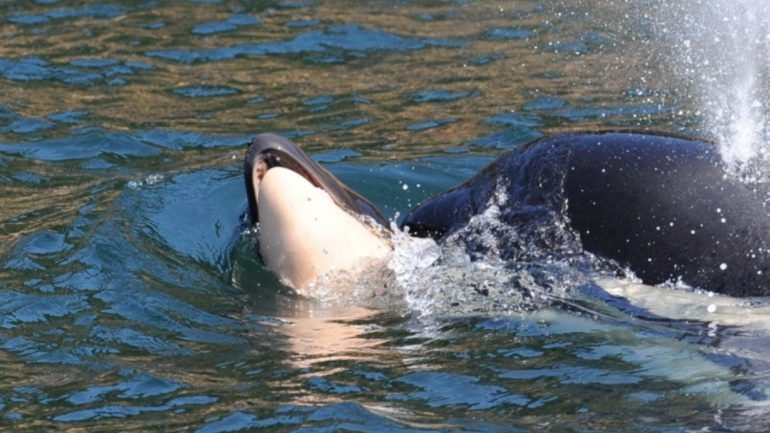 Uma das fotos capturadas por Ken Balcomb, do Centro de Pesquisas de Baleias.