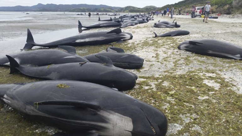 A Nova Zelândia é o país onde mais baleias morrem presas nas praias, sendo frequente o registo de novos encalhes, cuja média é de 85 incidentes por ano
