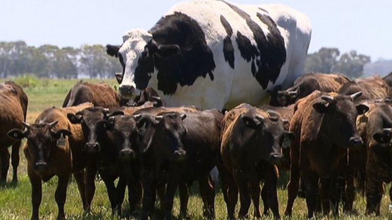 Knickers vive na Austrália e é da raça Holstein-Frísia, popularmente conhecida como Gado Holandês