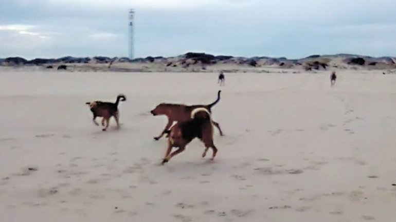 Cães filmados por Domingos Pataca Esteves, na praia de São Jacinto (fotografia retirada do artigo do JN)