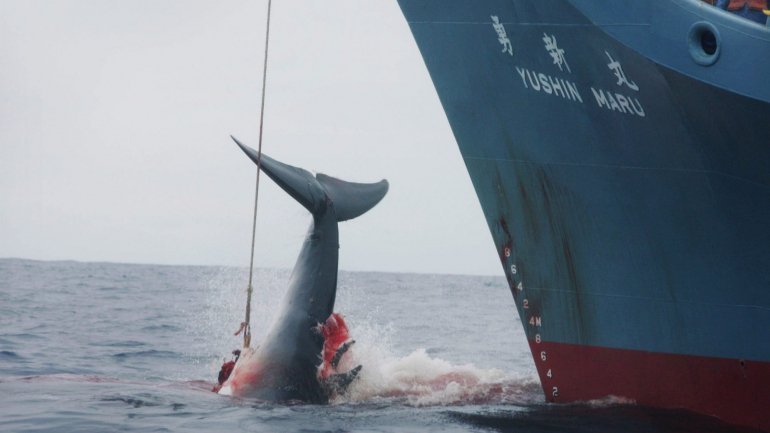 Na prática, o Japão nunca suspendeu por completo a caça de baleias, recorrendo a uma lacuna da moratória de 1986 que permite a caça de baleias para &quot;fins de investigação&quot;