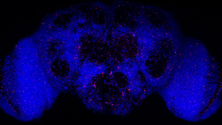 Os neurónios a vermelho são as células menos aptas, que irão ser mortas para permitir um melhor funcionamento de todo o cérebro (a azul)
