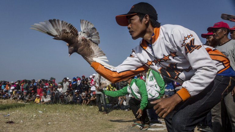 Corrida de pombos em Yogyakarta, na Indonésia