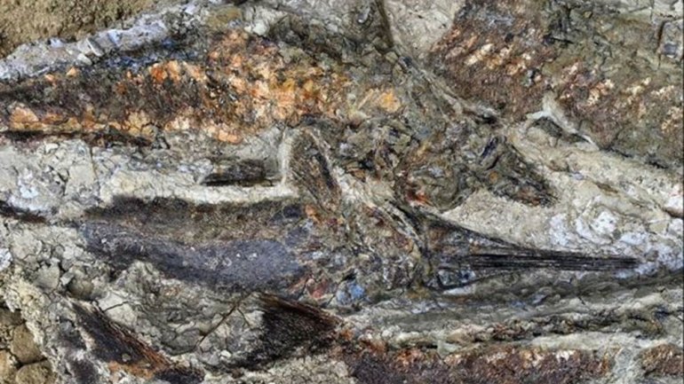 Peixes fossilizados uns sobre os outros