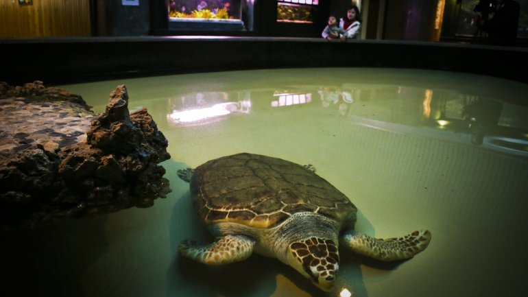 O aquário das tartarugas marinhas vai ser alterado para receber novas espécies