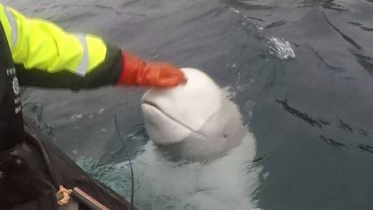 A baleia foi encontrada por pescadores noruegueses no final de abril