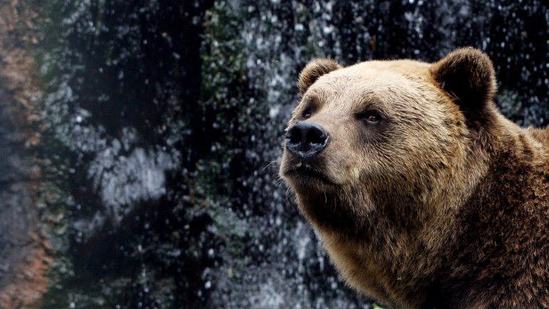 O último urso pardo que viveu em Portugal foi morto em 1843 no Gerês