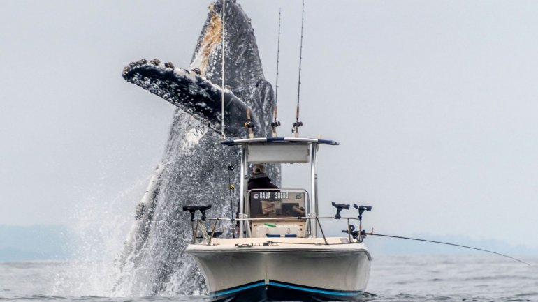 As baleias-corcunda podem atingir os 19 metros de comprimento e pesam cerca de 40 toneladas