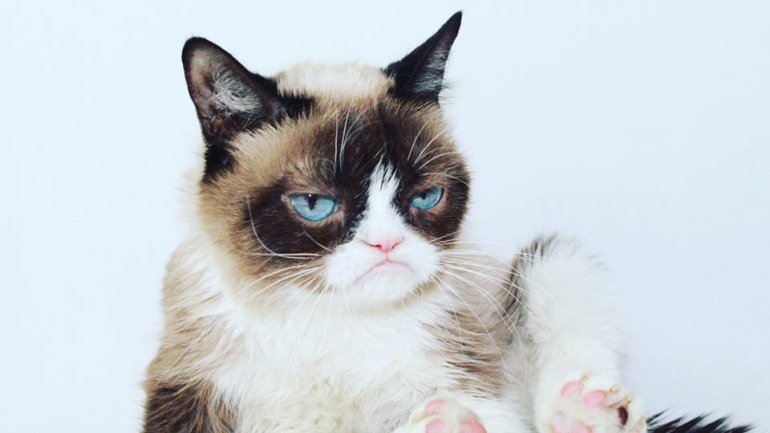 Nasceu em abril de 2012 e morreu na passada terça-feira. Grumpy Cat ficou conhecida como a gata mais famosa da internet