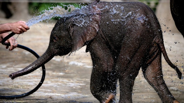 O Botsuana tem a maior população de elefantes da África, estimada em 160.000