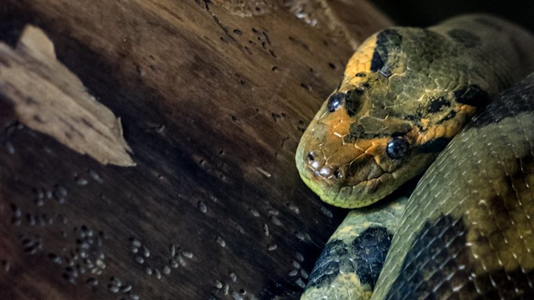 Esta anaconda pertence à espécie mais longa e pesada de cobras