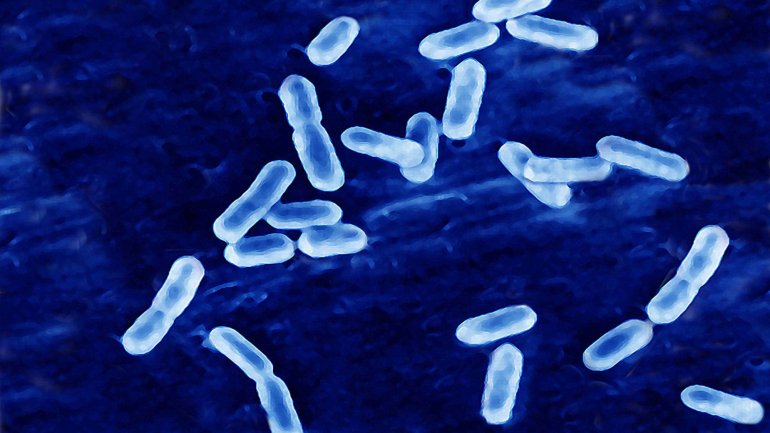 A bactéria &quot;Listeria monocytogenes&quot; foi encontrada numa fábrica de carnes em Espanha