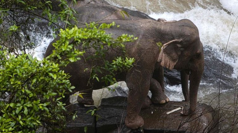 Dois elefantes foram ainda encontrados à beira de um penhasco e depois resgatados pelas autoridades