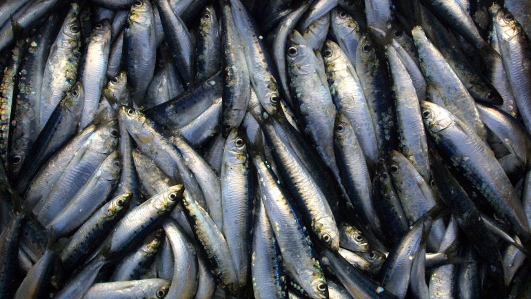 A pesca da sardinha tinha sido retomada a 3 de junho, ainda que com medidas de gestão e limites de captura definidos, depois de ter estado parada desde meados de setembro de 2018.
