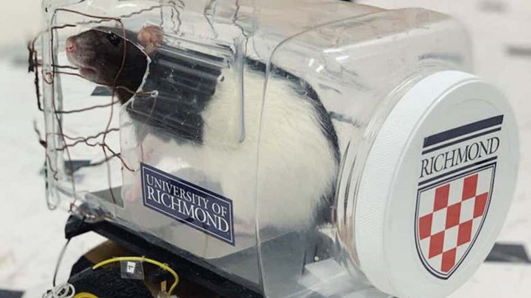 O carro de teste para os ratos criado pelos investigadores