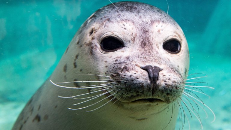 Entre dezembro e janeiro, é “relativamente comum” aparecerem focas juvenis cinzentas na costa portuguesa