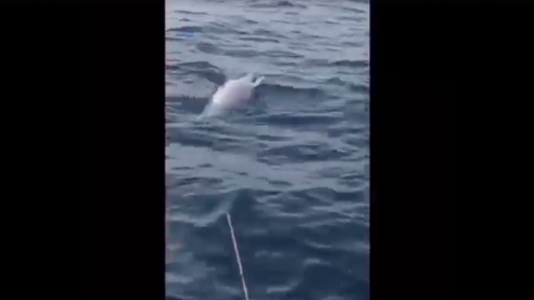 Excerto de vídeo de recolha de golfinho morto no estuário do Sado