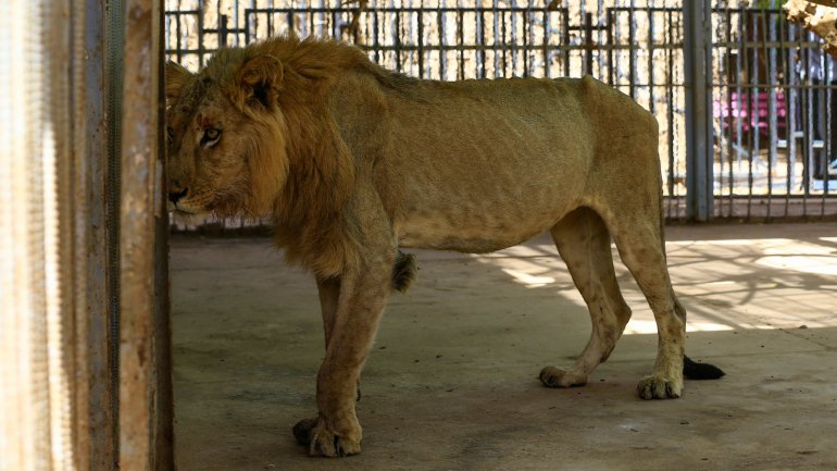 Leões desnutridos e doentes são vistos em jaulas no parque Al-Qureshi, em Cartum, no Sudão.