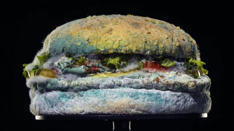 O vídeo mostra como o hambúrguer fica coberto de bolor ao longo de 34 dias