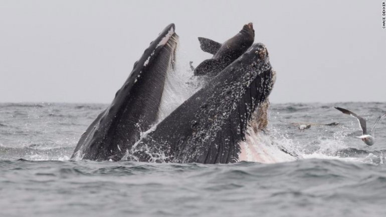 O cadáver da baleia tem cerca de seis metros de comprimento e 2,5 toneladas de peso