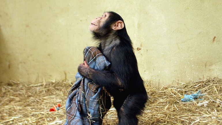 Angola já entregou sete chimpanzés ao Santuário Nacional de Tchimpounga, três dos quais em agosto do ano passado