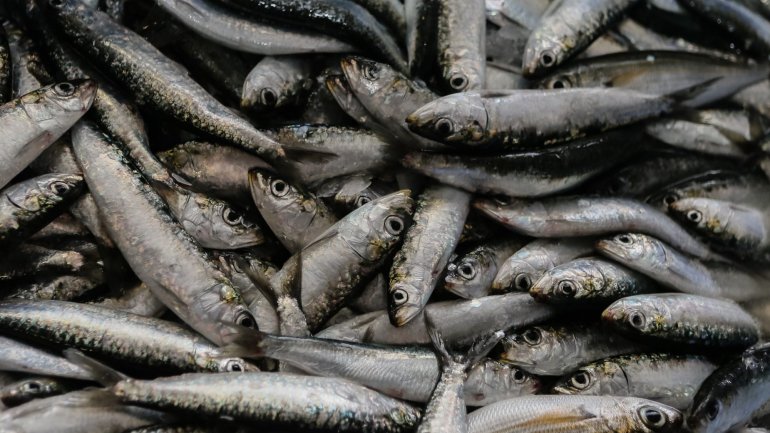 Segundo o último relatório do Conselho Internacional para a Exploração do Mar, a biomassa de sardinha com um ou mais anos recuperou 52% entre 2015 (117,9 mil toneladas) e 2019 (179,4 mil toneladas)