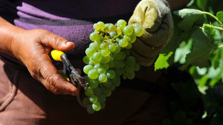 No Algarve há atualmente 1.500 hectares de vinha cultivada