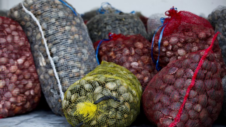 Além da apreensão de 80 quilos de amêijoa japónica, foram ainda apreendidas seis redes dedicadas à pesca da corvina e duas palangres