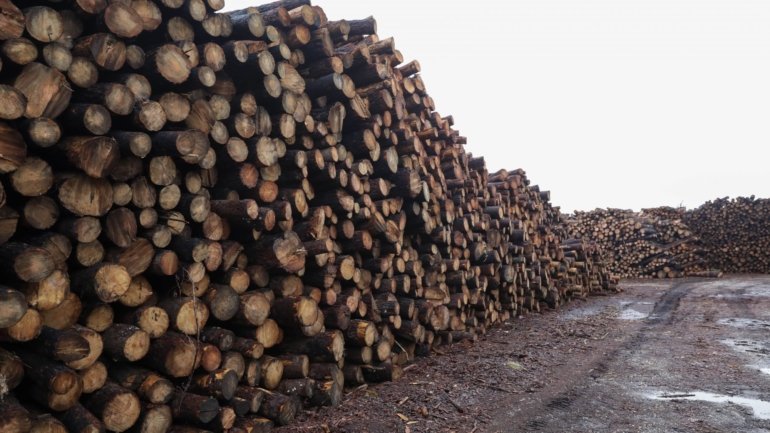 Moçambique perde anualmente, pelo menos, 140 milhões de euros devido ao contrabando de madeira