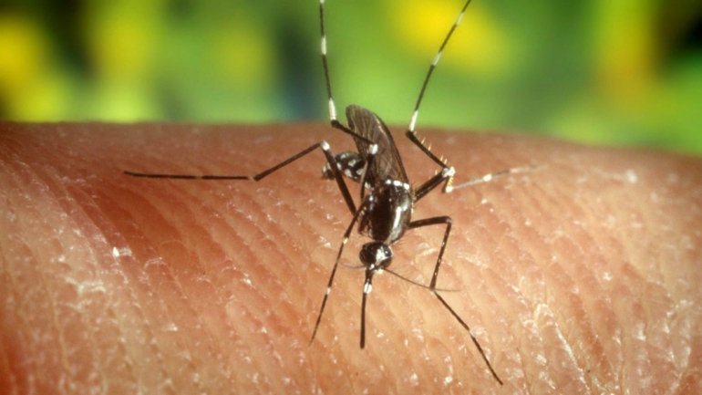 Existem cerca de 3.500 espécies de mosquitos em todo o mundo, mas apenas uma pequena parte tem como objetivo a alimentação através das picadelas em seres humanos