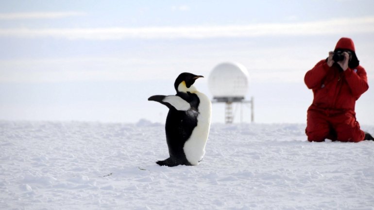 De acordo com os resultados do estudo, divulgados na publicação de acesso aberto Remote Sensing in Ecology and Conservation, a maioria das colónias recém-descobertas encontra-se nas margens da faixa de reprodução dos pinguins-imperador, zonas em risco por causa do degelo provocado pelo aquecimento global
