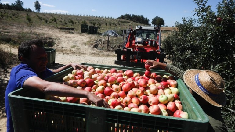 A par destas atividades, foram distribuídos aos agricultores 1.195 plantas de macieira/pereiro