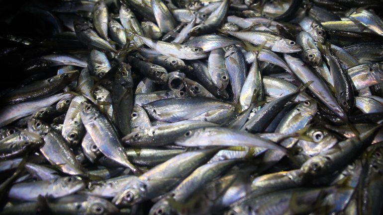 Por se encontrar próprio para consumo humano, o pescado foi doado a instituições de solidariedade social da região Norte