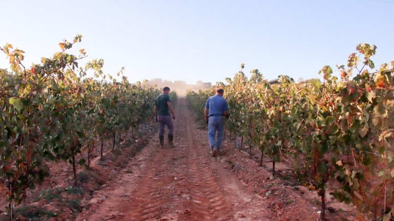 A Bairrada tem atualmente cerca de 2.500 produtores vinícolas, que exploram 6.500 hectares de vinha