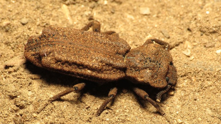 O besouro-de-ferro-diabólico vive no oeste dos Estados Unidos