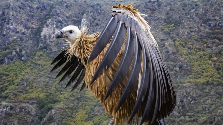 A espécie dos abutres-pretos extinguiu-se como nidificante em Portugal no início da década de 70 do século XX