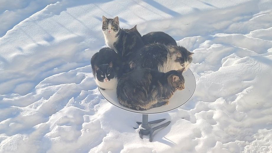 Gatos aninhados em cima de uma antena da Starlink