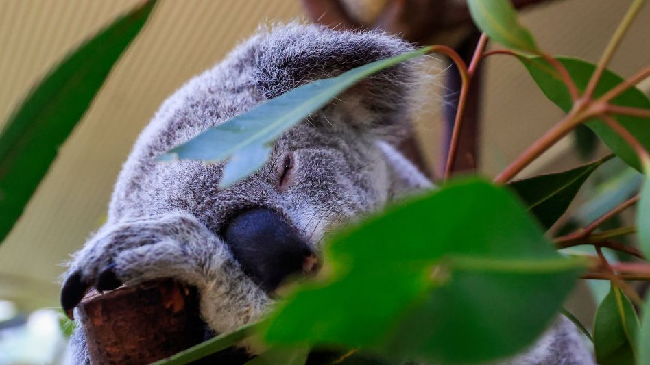 Coala no parque de vida selvagem da Austrália