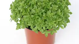 Produto da Semana